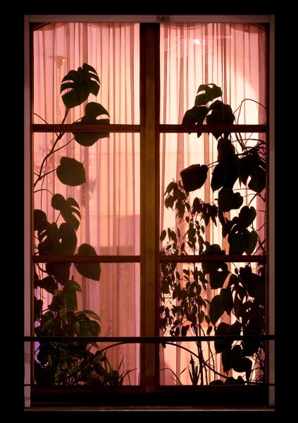 window 